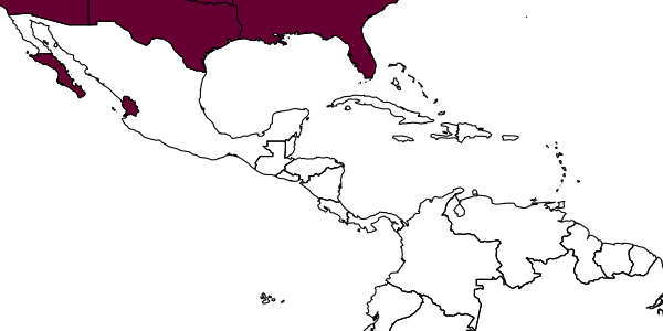 map of Neleothymus acutus     Dasch, 1979